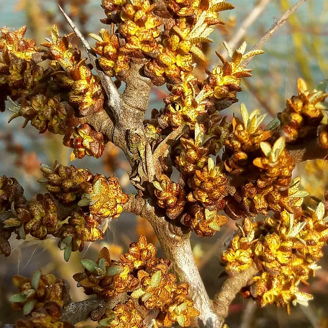 *Sanddorn 'Friesdorfer Orange'* (Hippophae rhamnoides 'Friesdorfer Orange'