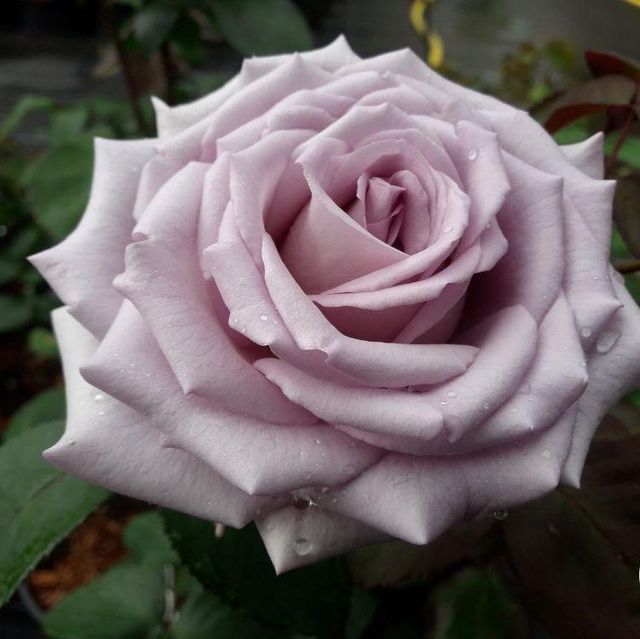Edelrosen im im Sortiment der GartenBaumschule Lehnert - Bodendecker, Obstbäume, Rosen, Ziersträucher und Heckenpflanzen aus Sangerhausen