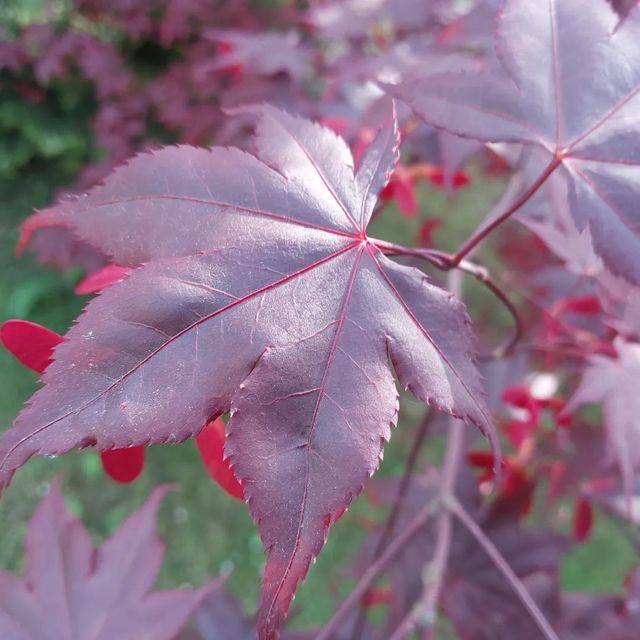 *Roter Fächerahorn 'Atropurpureum'* (Acer palmatum 'Atropurpureum')