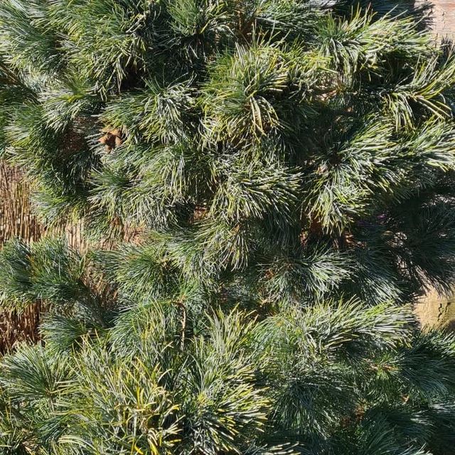 *Japanische Mädchenkiefer* (Pinus parviflora 'Negishi')