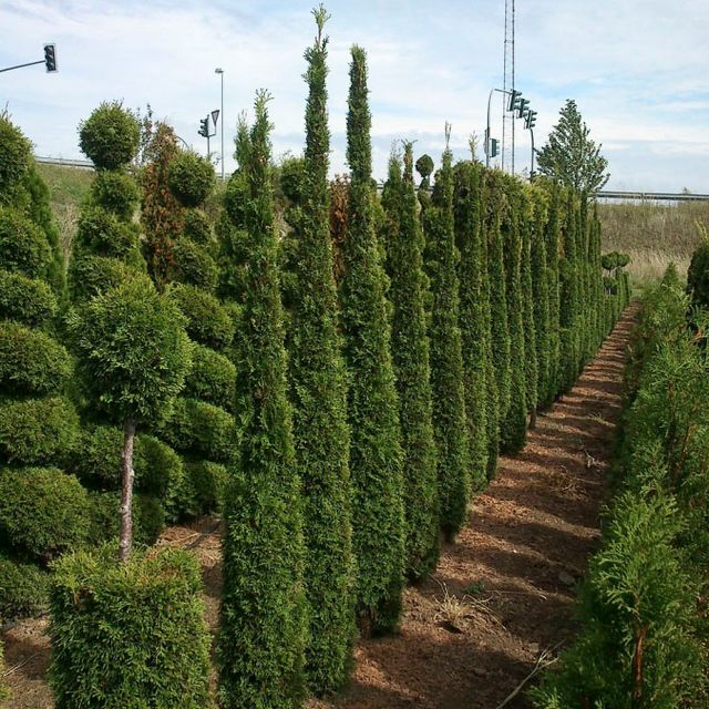 Formgehölze - Thuja - im Sortiment der GartenBaumschule Lehnert - Bodendecker, Obstbäume, Rosen, Ziersträucher und Heckenpflanzen aus Sangerhausen