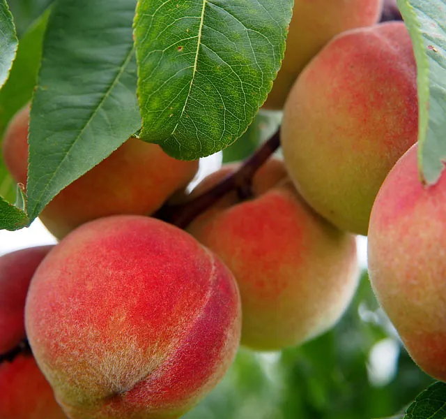 *Zwergpfirsich* (Prunus persica)