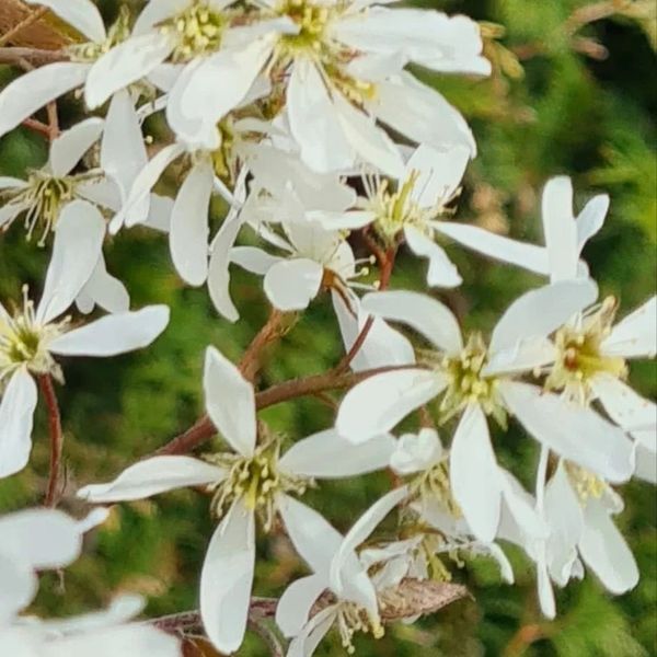 *Kupfer-Felsenbirne* (Amelanchier lamarckii) 