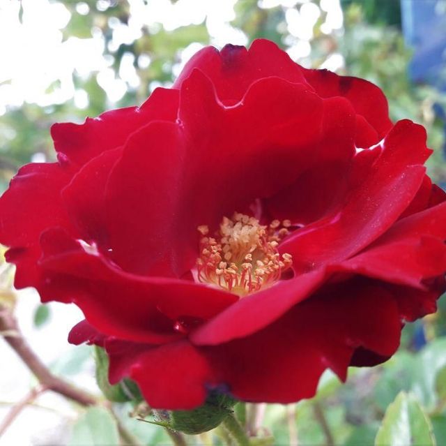 Kletterrosen im Sortiment der GartenBaumschule Lehnert - Bodendecker, Obstbäume, Rosen, Ziersträucher und Heckenpflanzen aus Sangerhausen