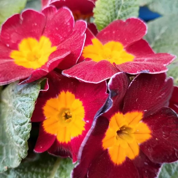 *Primel* (Primula vulgaris)