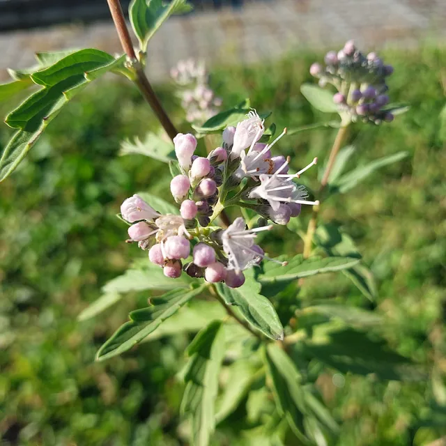 Bartblume 'Stephi'* (Caryopteris x clandonensis 'Stephi')