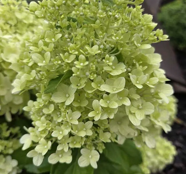 *Zwerg-Rispenhortensie 'Little Spooky'* (Hydrangea paniculata 'Little Spooky')