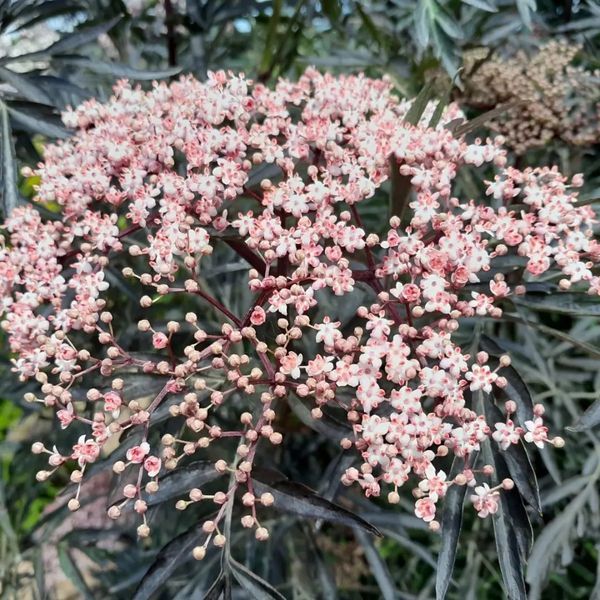 *Schlitzblättriger schwarzer Holunder 'Black Lace'* (Sambucus nigra 'Black Lace') 