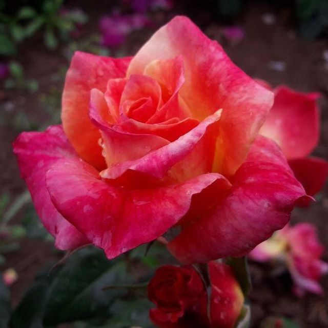 Edelrosen im im Sortiment der GartenBaumschule Lehnert - Bodendecker, Obstbäume, Rosen, Ziersträucher und Heckenpflanzen aus Sangerhausen
