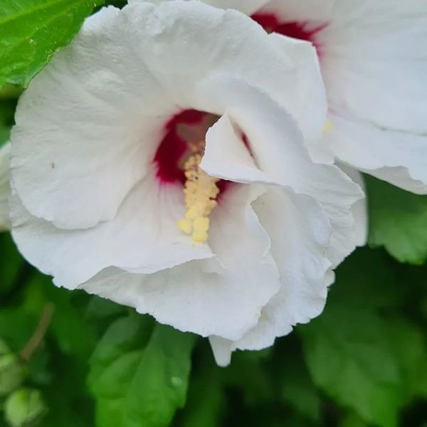  *Garten-Eibisch* in Sorten (Hibiscus syriacus)