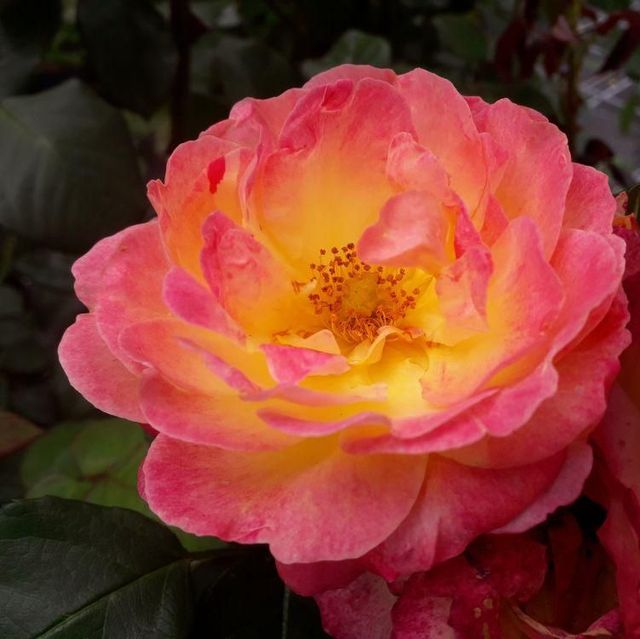 Seltene Rosen im Sortiment der GartenBaumschule Lehnert - Bodendecker, Obstbäume, Rosen, Ziersträucher und Heckenpflanzen aus Sangerhausen