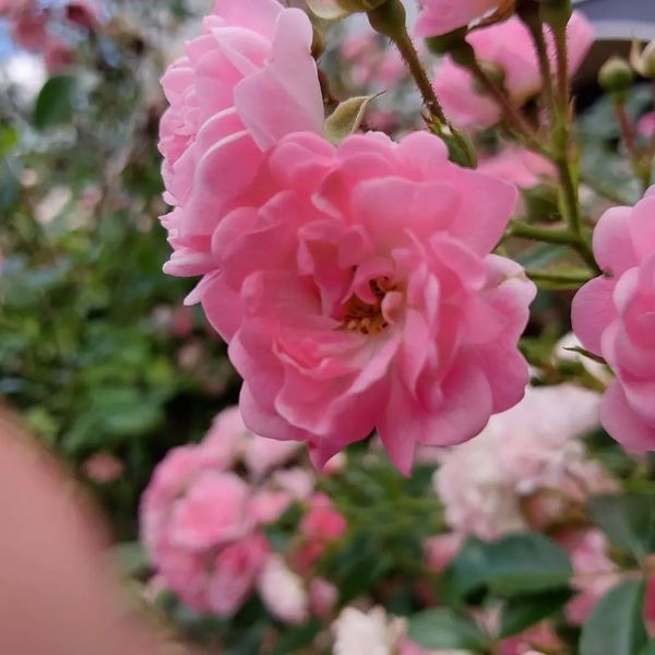 *Bodendecker-Rose / Beetrose 'The Fairy'* (Rosa 'The Fairy')