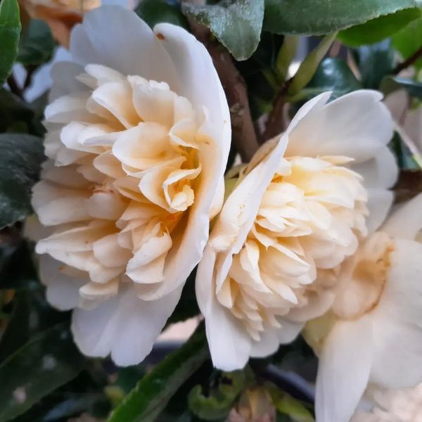 *Kamelie* (Camellia japonica) in Sorten