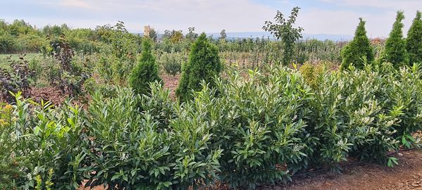 *Kirschlorbeer 'Herbergii'* (Prunus laurocerasus)