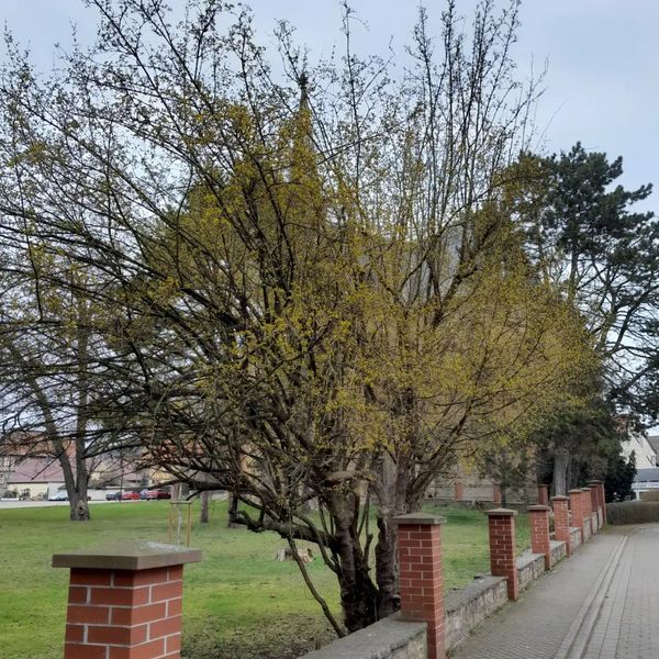 *Kornelkirsche* (Cornus mas)