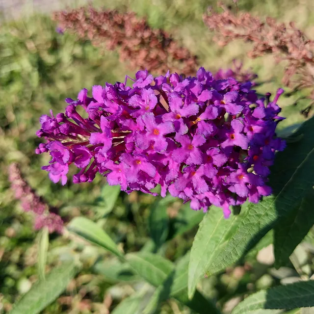 Zwerg-Schmetterlingsflieder Butterfly Candy i.S.* (Buddleja davidii Butterfly Candy i.S.)