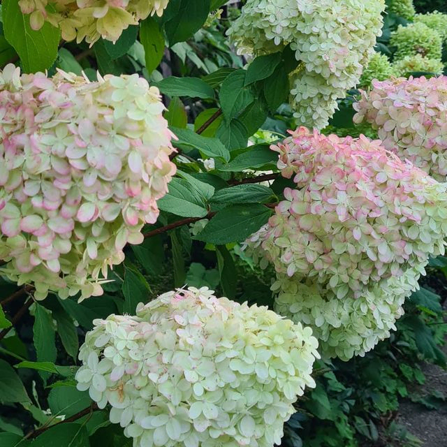 *Rispenhortensie 'Limelight'* (Hydrangea paniculata 'Limelight')