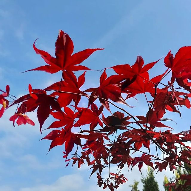 *Roter Fächerahorn 'Atropurpureum'* (Acer palmatum 'Atropurpureum')