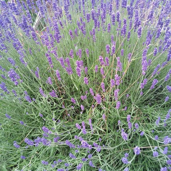 *Lavendel* (Lavandula augustifolia)