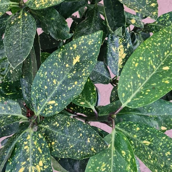*Japanische Aucube* (Aucuba japanische 'Variegata')
