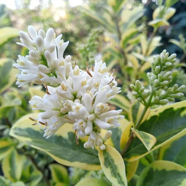 *Goldliguster* (Ligustrum ovalifolium 'Aureum')