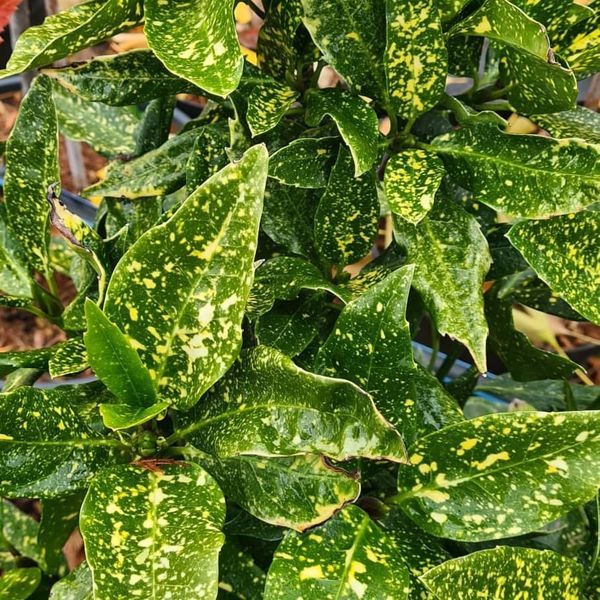 *Japanische Aucube* (Aucuba japanische 'Variegata')