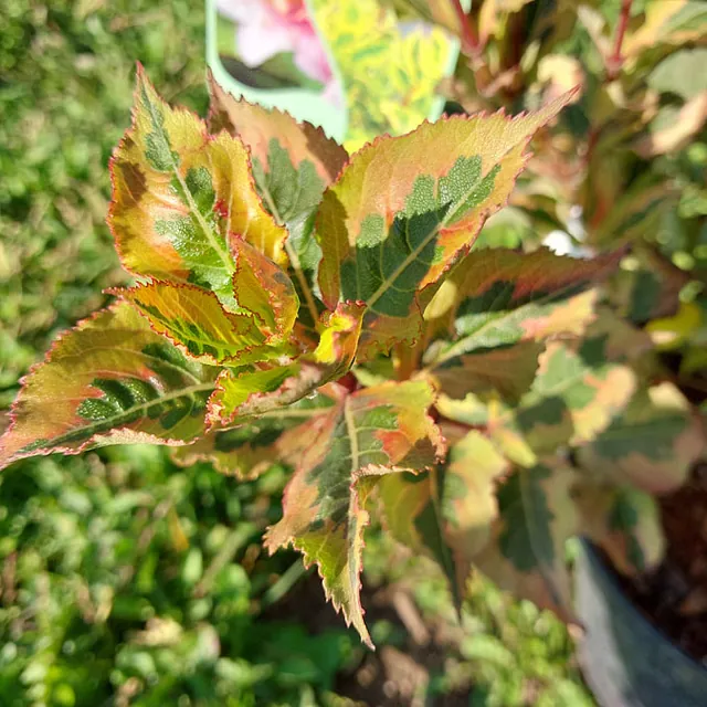 *Weigelie 'Magical Rainbow'* (Weigela florida 'Magical Rainbow')