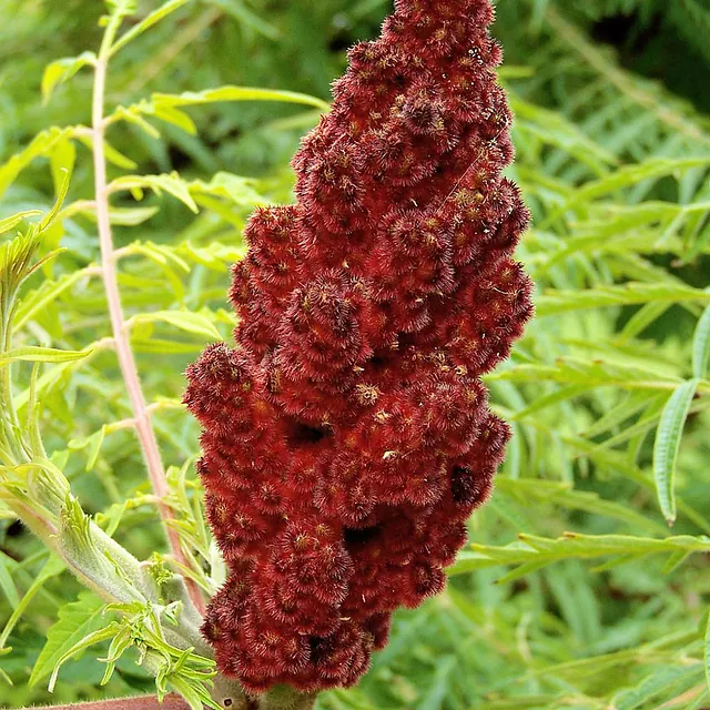 *Gelbgrüner Essigbaum 'Tiger Eyes'* (Rhus typhina 'Tiger Eyes')