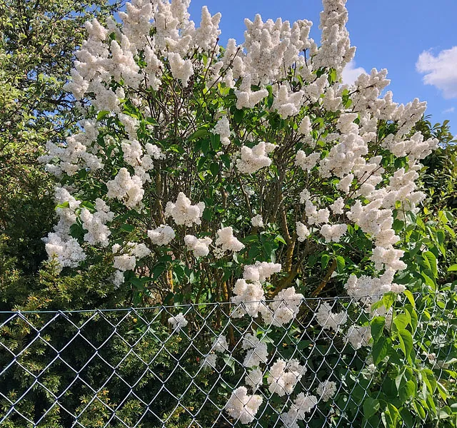 *Edelflieder 'Mme Lemoine'* (Syringa vulgaris 'Mme Lemoine')