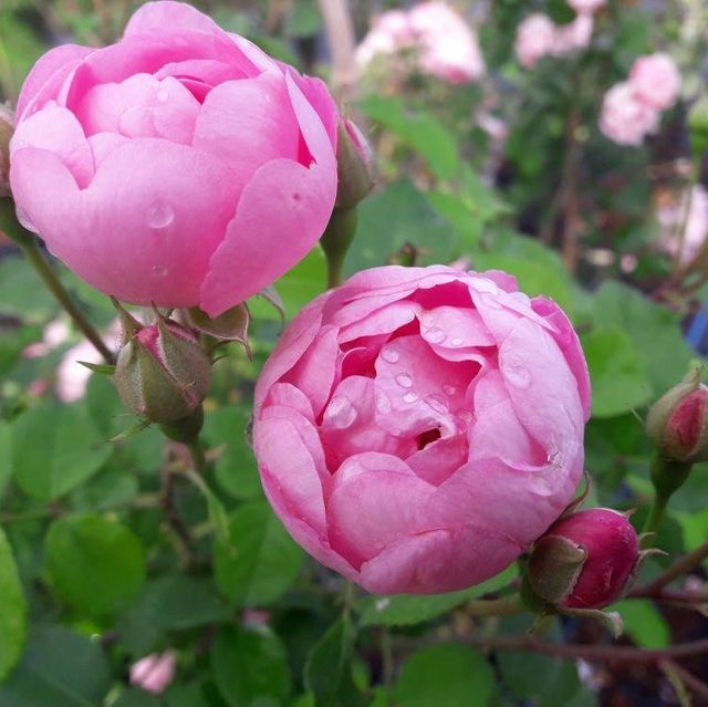 Seltene Rosen im Sortiment der GartenBaumschule Lehnert - Bodendecker, Obstbäume, Rosen, Ziersträucher und Heckenpflanzen aus Sangerhausen