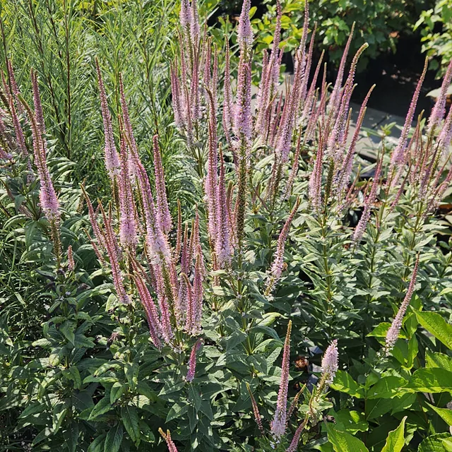 *Kandelaber-Ehrenpreis 'Erika'* (Veronicastrum virginicum 'Erika')