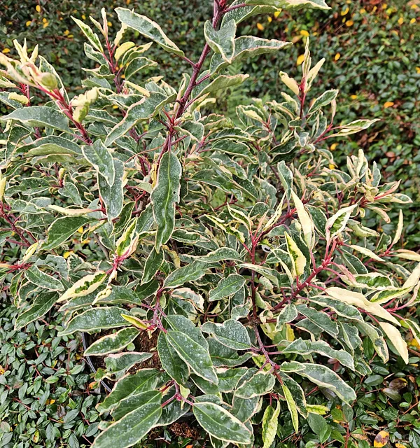 *Portugiesischer Kirschlorbeer 'Variegata'* (Prunus lusitanica 'Variegata')