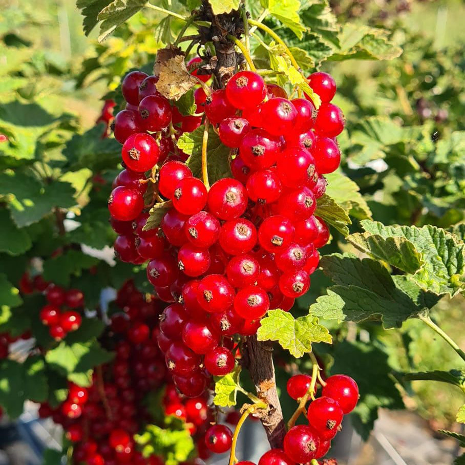 *Rote Johannisbeere 'Jonkheer van Tets'* (Ribes rubrum 'Jonkheer van Tets')