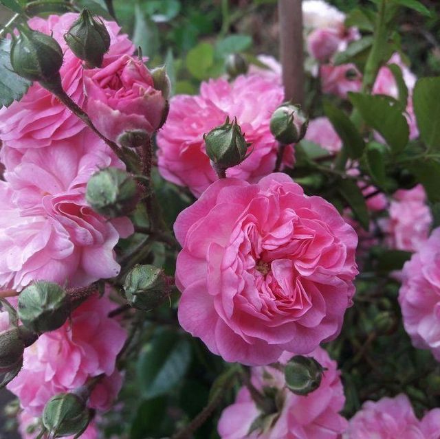 Kletterrosen im Sortiment der GartenBaumschule Lehnert - Bodendecker, Obstbäume, Rosen, Ziersträucher und Heckenpflanzen aus Sangerhausen