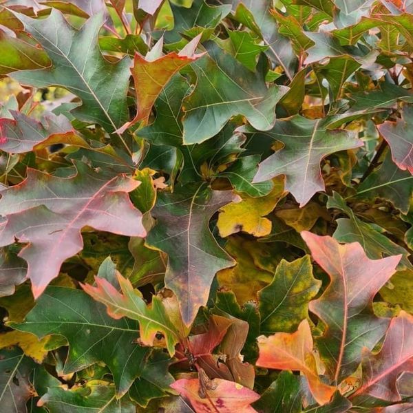 *Kugel-Sumpfeiche 'Green Dwarf'* (Quercus palustris 'Green Dwarf')