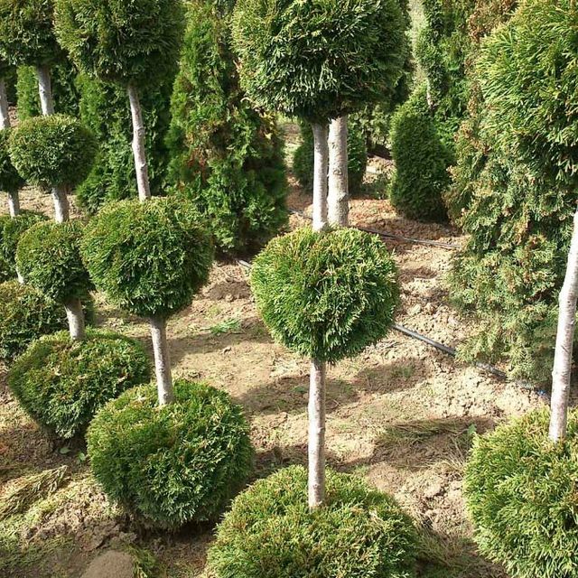 Formgehölze - Thuja - im Sortiment der GartenBaumschule Lehnert - Bodendecker, Obstbäume, Rosen, Ziersträucher und Heckenpflanzen aus Sangerhausen