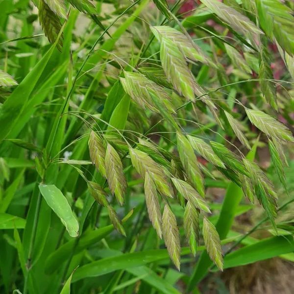 *Plattährengras* (Chasmanthium latifolium)