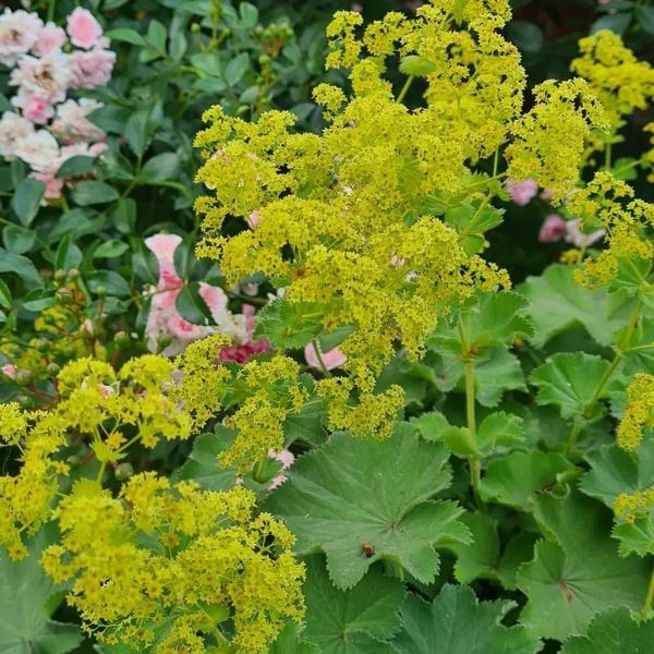 Großblättriger Frauenmantel* (Alchemilla mollis)