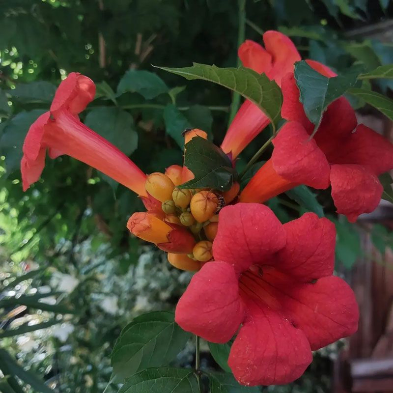 *Amerikanische Klettertrompete 'in Sorten'* (Campsis radicans 'in Sorten')
