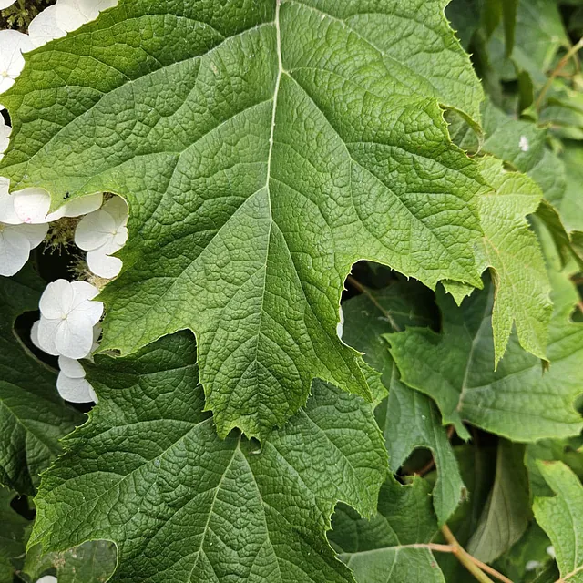*Eichenblatt-Hortensie* (Hydrangea quercifolia i.S.)