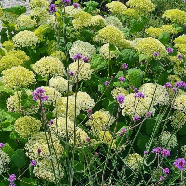 *Schneeballhortensie 'Annabelle'* (Hydrangea arborescens 'Annabelle')