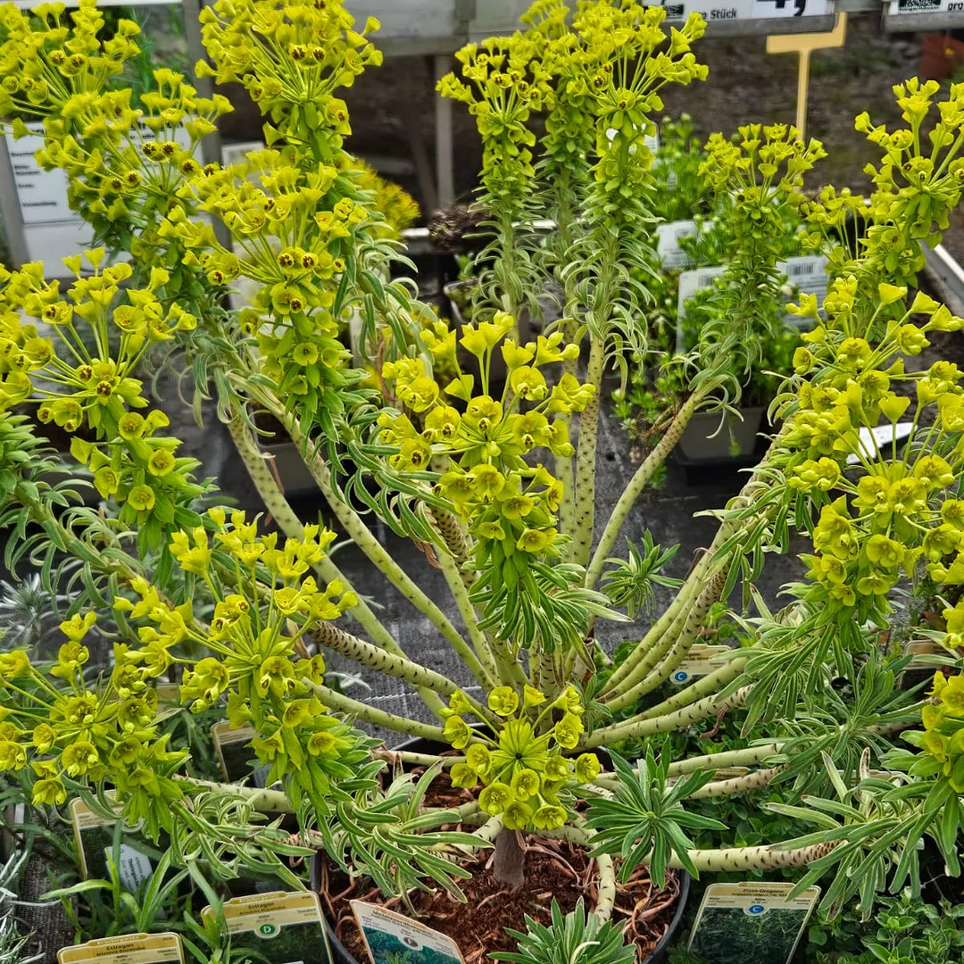 *Mittelmeer-Wolfsmilch* (Euphorbia characias)