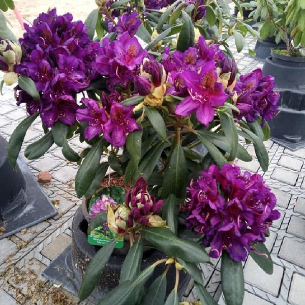 *Rhododendron*