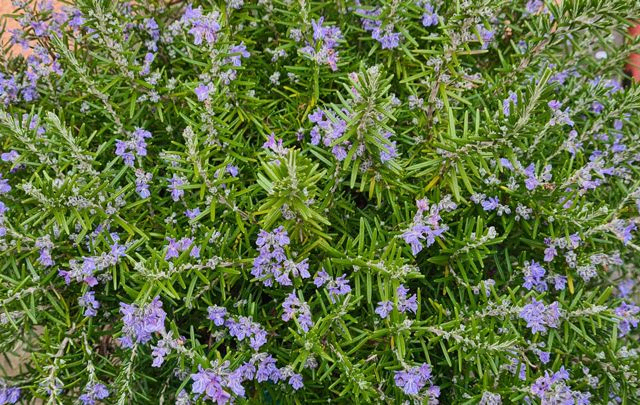 *Rosmarin* (Rosmarinus officinalis)