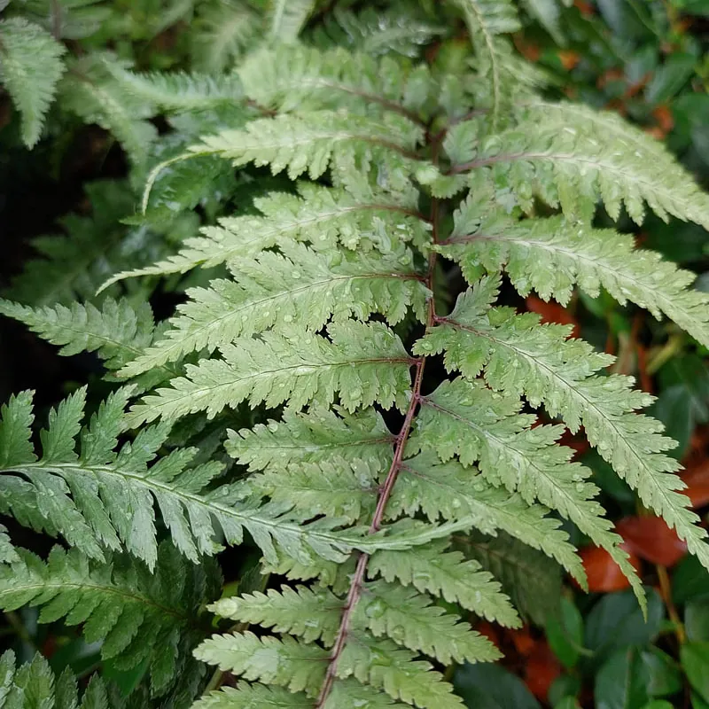 *Japanischer Regenbogenfarn* (Athyrium niponicum 'Metallicum')