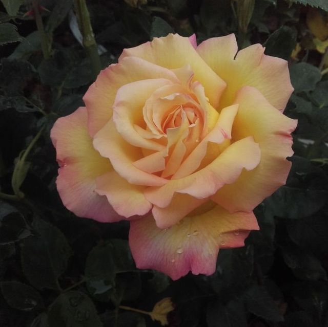 Edelrosen im im Sortiment der GartenBaumschule Lehnert - Bodendecker, Obstbäume, Rosen, Ziersträucher und Heckenpflanzen aus Sangerhausen