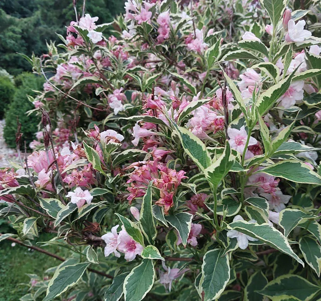 *Buntblättrige Weigelie 'Nana Variegata'* (Weigela florida 'Nana Variegata')
