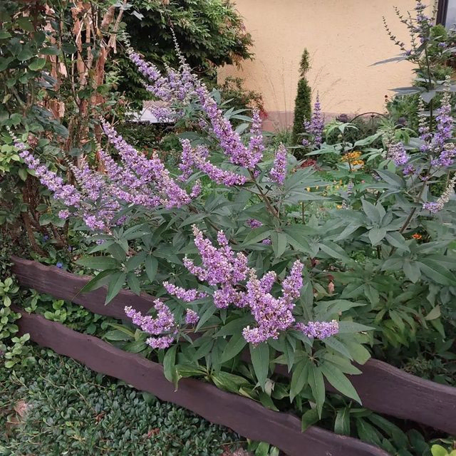 *Mönchspfeffer* (Vitex agnus-castus)