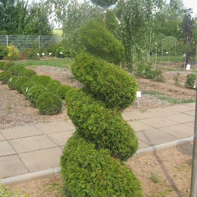 Formgehölze - Thuja - im Sortiment der GartenBaumschule Lehnert - Bodendecker, Obstbäume, Rosen, Ziersträucher und Heckenpflanzen aus Sangerhausen