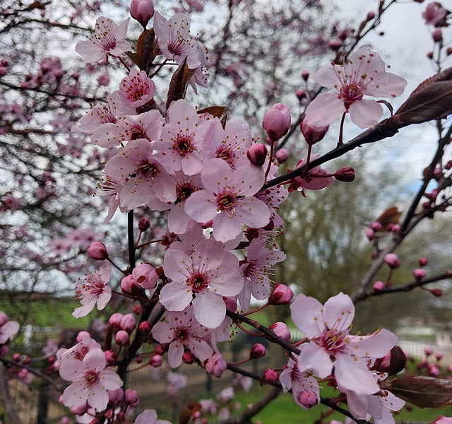 *Blutpflaume* (Prunus cerasifera 'Nigra')